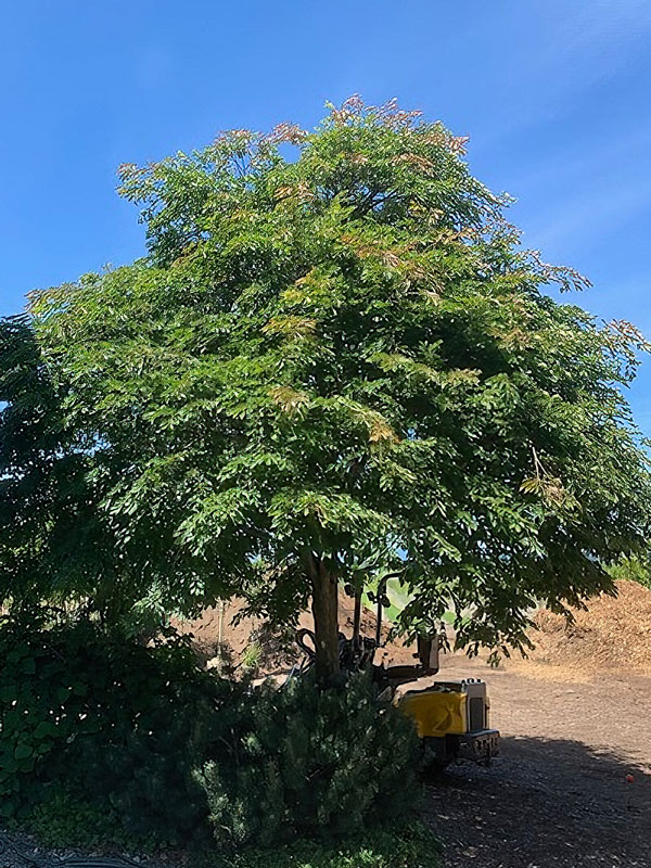 Ulmus chenmoui 'JAB Morton'